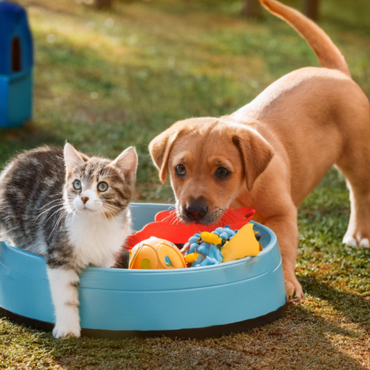 Introducing Our New Pet Toys for Cats and Dogs: Fun, Durable, and Safe for Your Furry Friends!