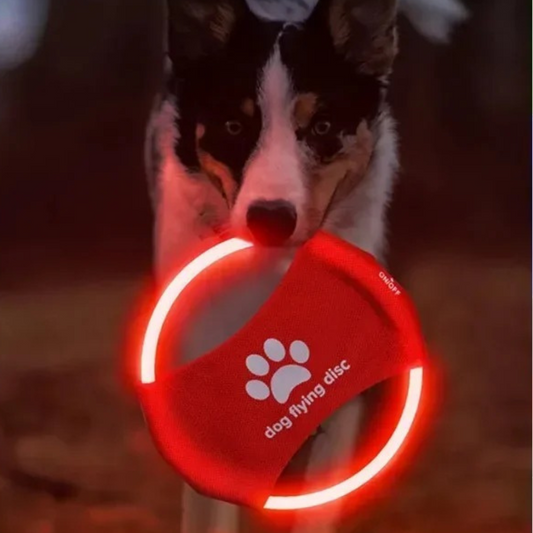 The Health Benefits of Having Pets: How Dogs and Cats Improve Our Well-Being