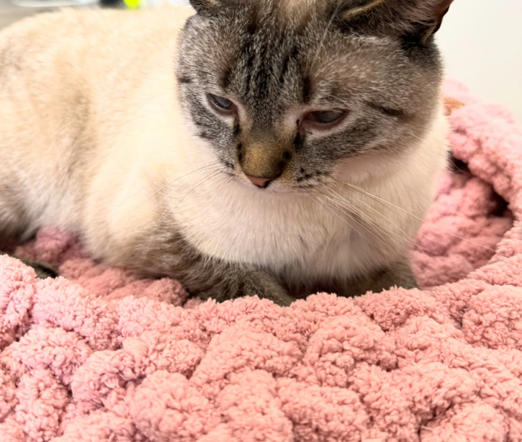 The Cloud Hand Knit Plush Pet Bed by Milton & Neo