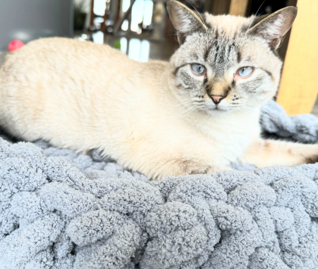 The Cloud Hand Knit Plush Pet Bed by Milton & Neo